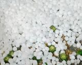 A picture of step 1 of Sabudana - Pomegranate Khichdi.