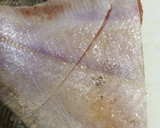 A picture of step 2 of Easy Simmered Flounder.