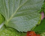 A picture of step 17 of A Chef's Recipe for Yuzu Honey-Flavored Samgyeopsal.