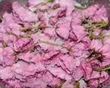 A picture of step 3 of Salt-Preserved Sakura Blossoms.