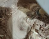 Foto langkah ke 6 dari resep Brownies Batik Tepung Ketan.