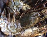 প্রণ কারি (prawn curry recipe in Bengali) রেসিপির ধাপ 1 ছবি