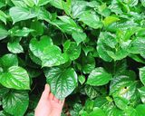 Hình bước làm 1 của món Bò cuộn lá lốt