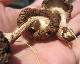 A picture of step 3 of Sun Dried Shiitake Mushrooms with Butter and Soy Sauce.