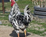 Foto del paso 4 de la receta: Pitu caleya (pollo de corral)