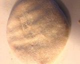 A picture of step 3 of Cauliflower Paratha.