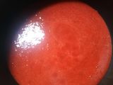 Selai Strawberry