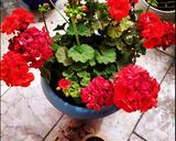 عکس مرحله 1 از دستور قطاب یزدی