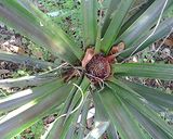 A picture of step 7 of Many uses of a pineapple.