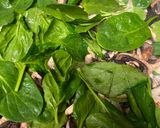 A picture of step 2 of Spinach chicken carbonara.