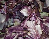 A picture of step 1 of Purple basil vinegar.