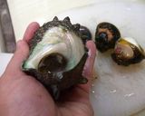 A picture of step 4 of Fresh Turban Shell Sashimi.