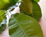 A picture of step 9 of A Local Flavor of Gifu Magnolia Leaf Miso Pork Bento.