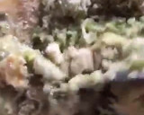 Foto del paso 13 de la receta: Cena griega: kolokizokeftedes, tzatziki y cordero