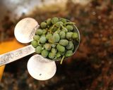 A picture of step 6 of Furikake from Leftover Dashi Stock Packs.
