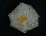 A picture of step 9 of Crunchy chicken taco wrap.