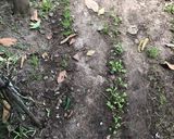 Foto del paso 1 de la receta: Mini-quintita!!🥕🍅🥑🧅