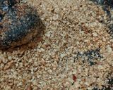 Foto langkah ke 5 dari resep BUMBU pecel homemade.