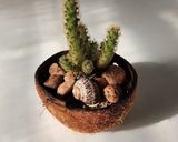 Foto del paso 9 de la receta: 🥥 Coco fresco y cómo abrirlo fácil 🥥