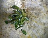 A picture of step 1 of Gun Powder - South Indian Idli Chutney Powder.