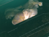Pollo a la mostaza al horno con Arroz y Papas rústicas