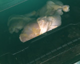 Foto del paso 2 de la receta: Pollo a la mostaza al horno con Arroz y Papas rústicas