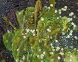 Foto del paso 2 de la receta: Huevo en salsa verde