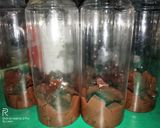 Foto langkah ke 3 dari resep Milky Tea Jelly.