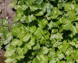 Amla (Gooseberry) and Cilantro Chutney recipe step 3 photo