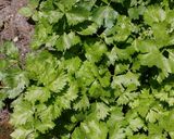 A picture of step 3 of Amla (Gooseberry) and Cilantro Chutney.