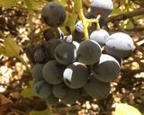 A picture of step 2 of California Farm No Seeds Grape Jam.