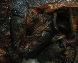 Foto langkah ke 1 dari resep Gulai Limbat (ikan sale/ikan asap).