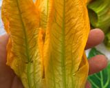 Foto del passaggio 3 della ricetta Fiori di zucca fritti