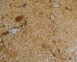 तिल और चीनी की चिक्की(Til aur cheeni ki chikki recipe in Hindi) रेसिपी चरण 5 फोटो
