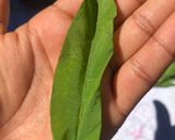 Foto del paso 1 de la receta: Caldo de quelite largo (Nit yet añaá)