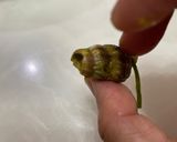 Gambar langkah 2 resipi Gulai Siput Sedut Masak lemak Cili Api.