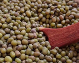 Foto del paso 1 de la receta: Brotes de mungo (mal llamados brotes de soja) 🌱 🫘