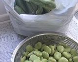 A picture of step 1 of How to Boil Fava Beans or Broad Beans.