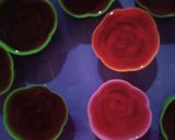 Foto langkah ke 3 dari resep Puding Merdeka.