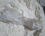 Foto langkah ke 6 dari resep Ayam Krispy.