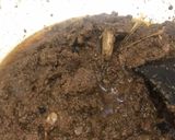 Foto langkah ke 4 dari resep Rendang Daging Padang.