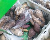 Foto langkah ke 1 dari resep Jenang Singkong.