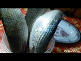 طريقة الفسيخ الاصليه
