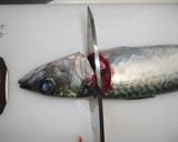 A picture of step 2 of How to fillet a fish (3-layer filleting) - For Mackerel.