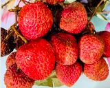लीची स्क्वैश (Litchi Squash) उत्तराखंड का फेमस लीची का जूस /शरबत रेसिपी चरण 1 फोटो