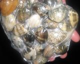 A picture of step 8 of How to De-Sand and De-Salt Manila Clams.