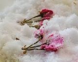 A picture of step 8 of Salt-Preserved Sakura Blossoms.