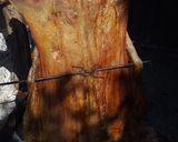 Foto del paso 14 de la receta: Cordero a la asador (paso a paso)