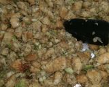 A picture of step 4 of Grandpa's special bread stuffing.