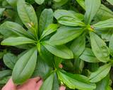 Cah Daging Daun Ginseng Jawa langkah memasak 1 foto